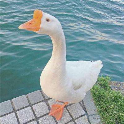 好彩网app下载截图