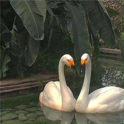 香港2023正版免费资料下载手机版