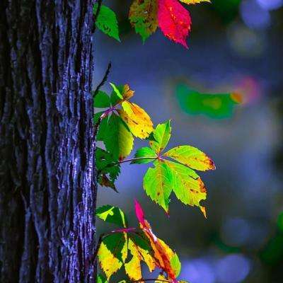 im电竞平台下载手机版